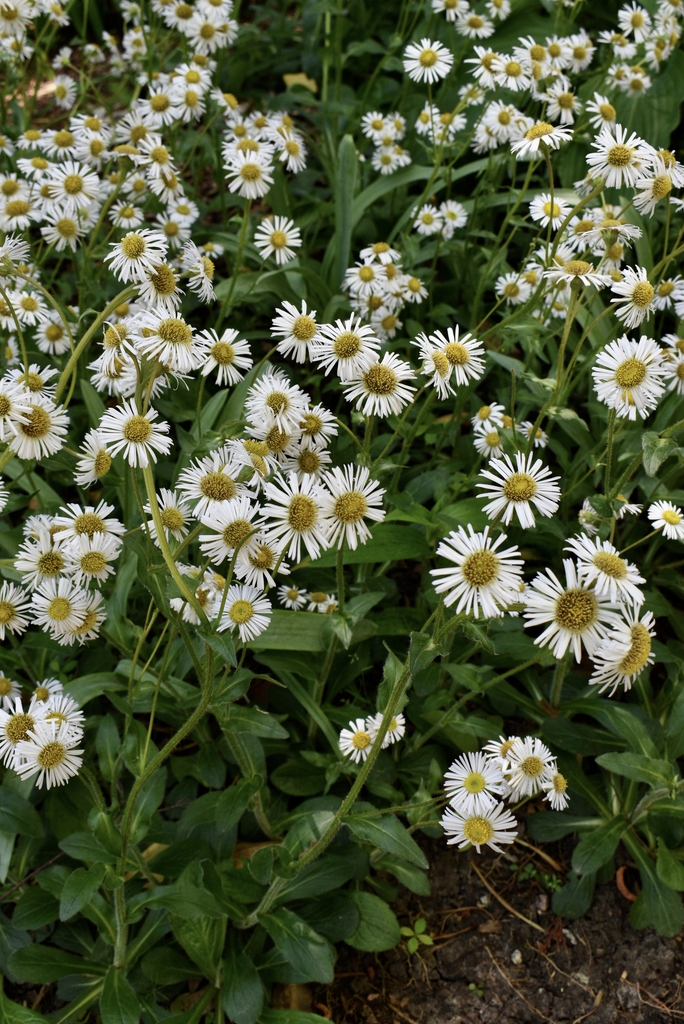 'Lynnhaven Carpet' - Form - Wake Co., NC