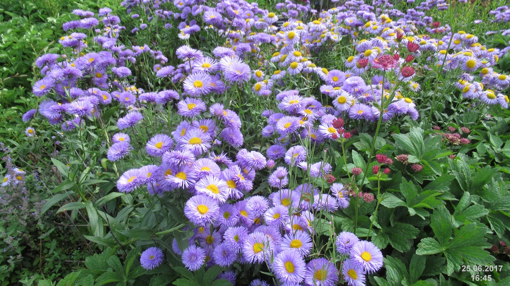 Pinkish purple daisy flowers in great abundance