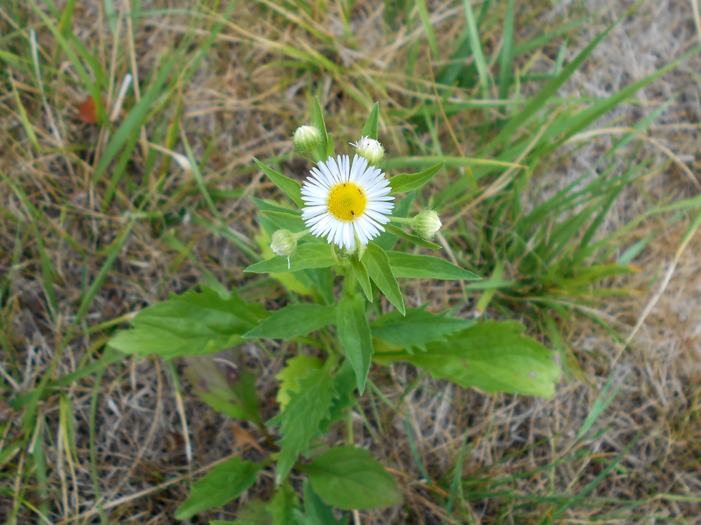 Coarsely toothed leaves & white daisy "flower" with yellow "eye"