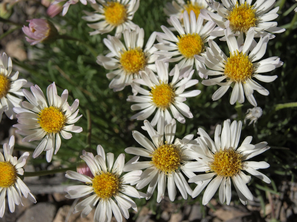 White daisy flowers with yellow eyes.