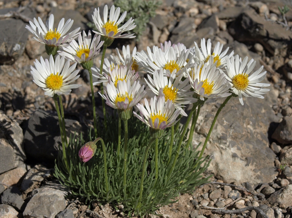 Tight, low mound with large white daisy "flowers"