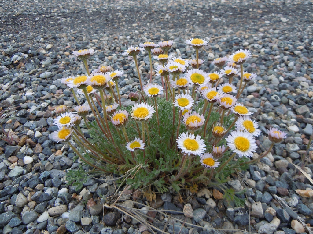Mounding plant with white daisy flowers
