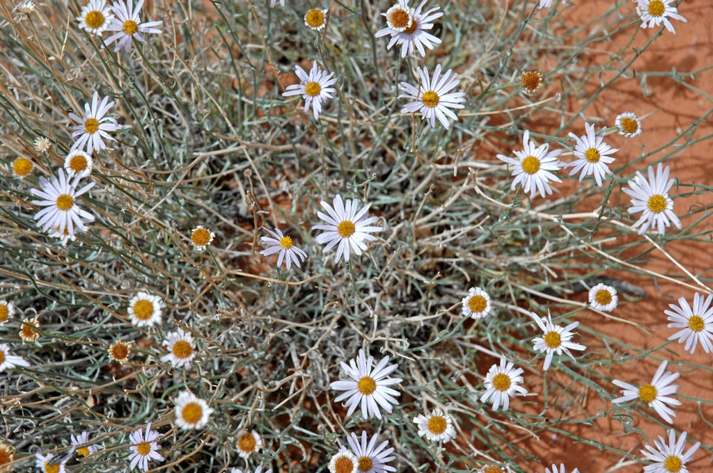 mound of glaucous foliage; white daisy "flowers" & yellow "eyes"