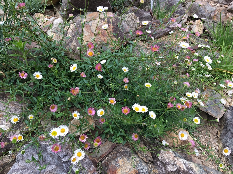 trailing plant among rocks; flowers turning pink as they age.