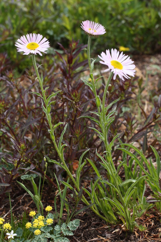Erect plants with pale pink daisy "flowers" with yellow disks.