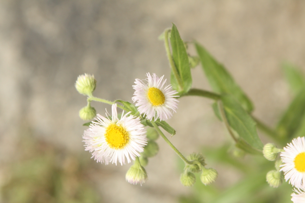 Erigeron philadelphicus