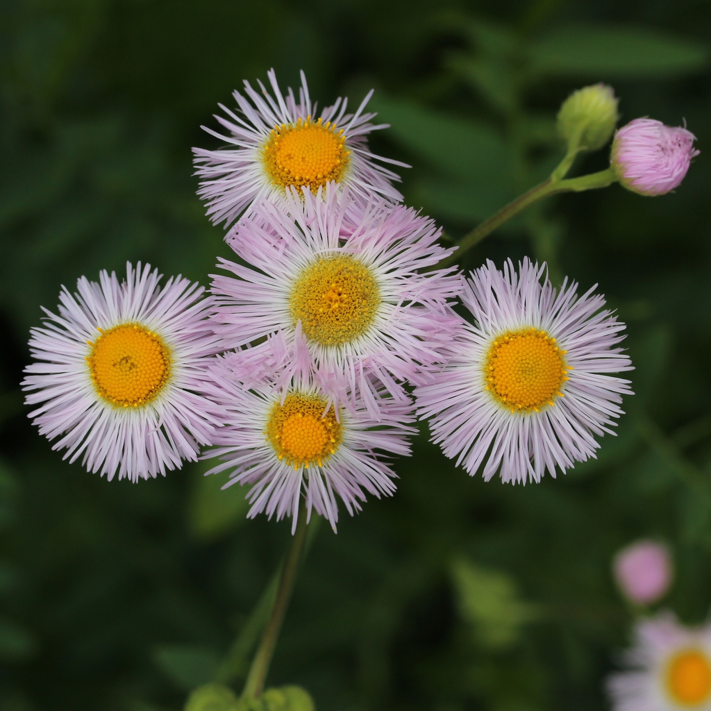leaves and flowers