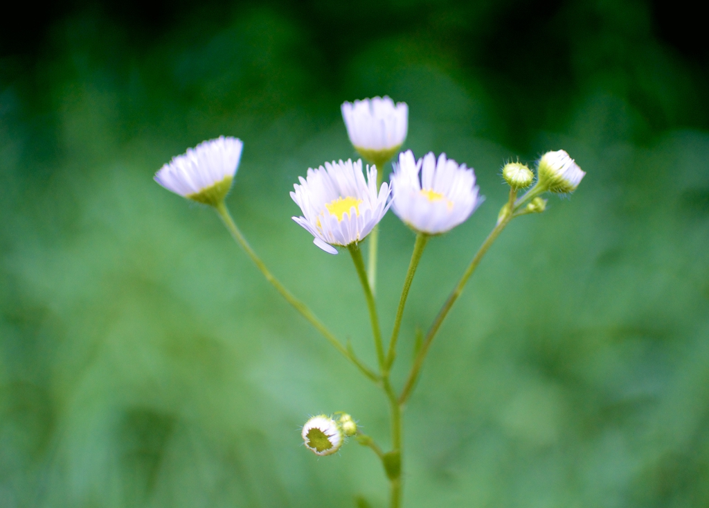 Erigeron philadelphicus