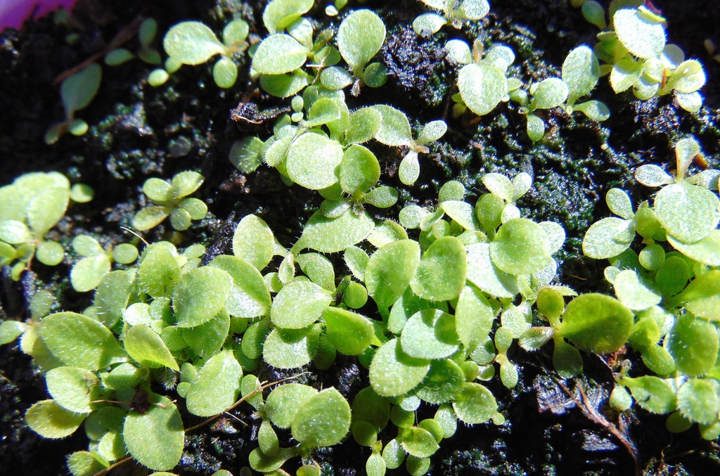 Erigeron philadelphicus seedlings