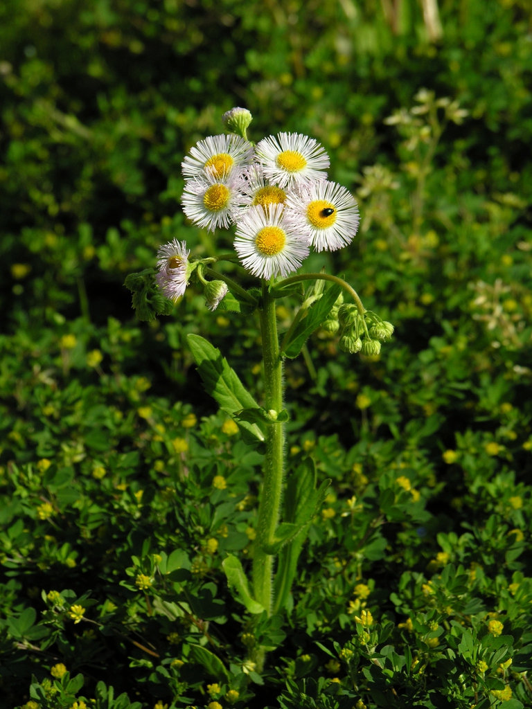 leaves and flowers