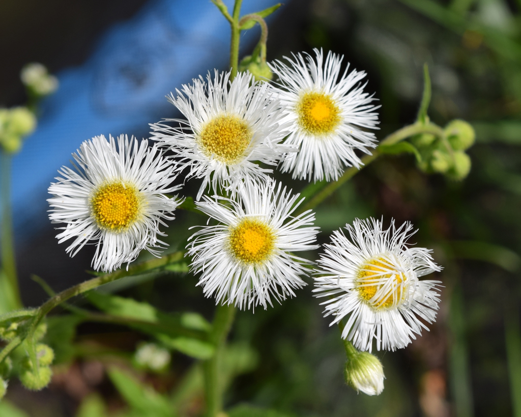 Erigeron philadelphicus