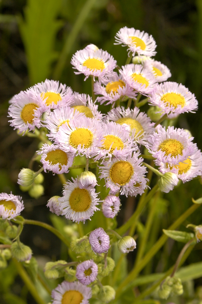 Erigeron philadelphicus