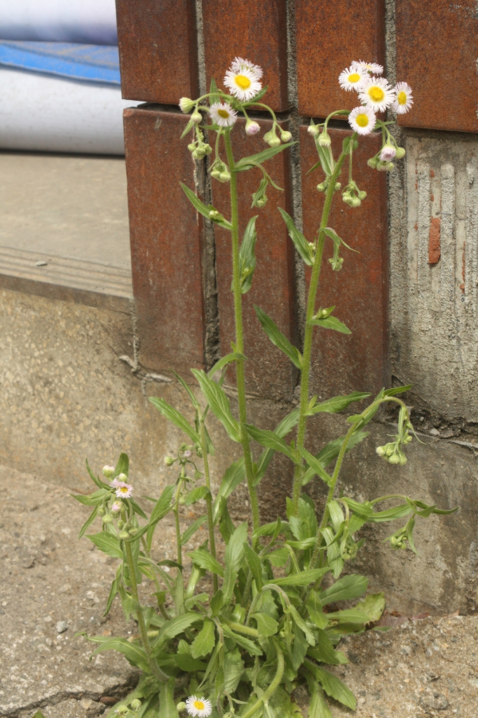 Erigeron philadelphicus
