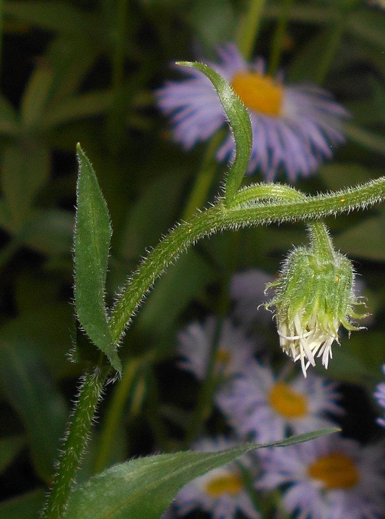 Erigeron pulchellus