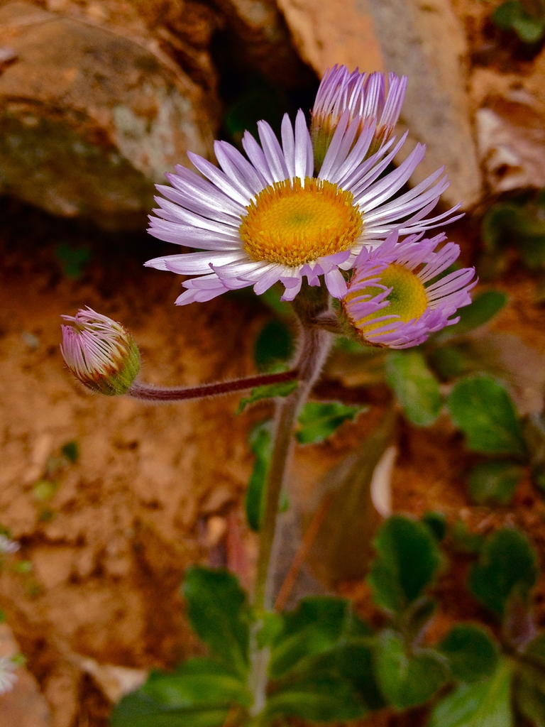 Erigeron pulchellus