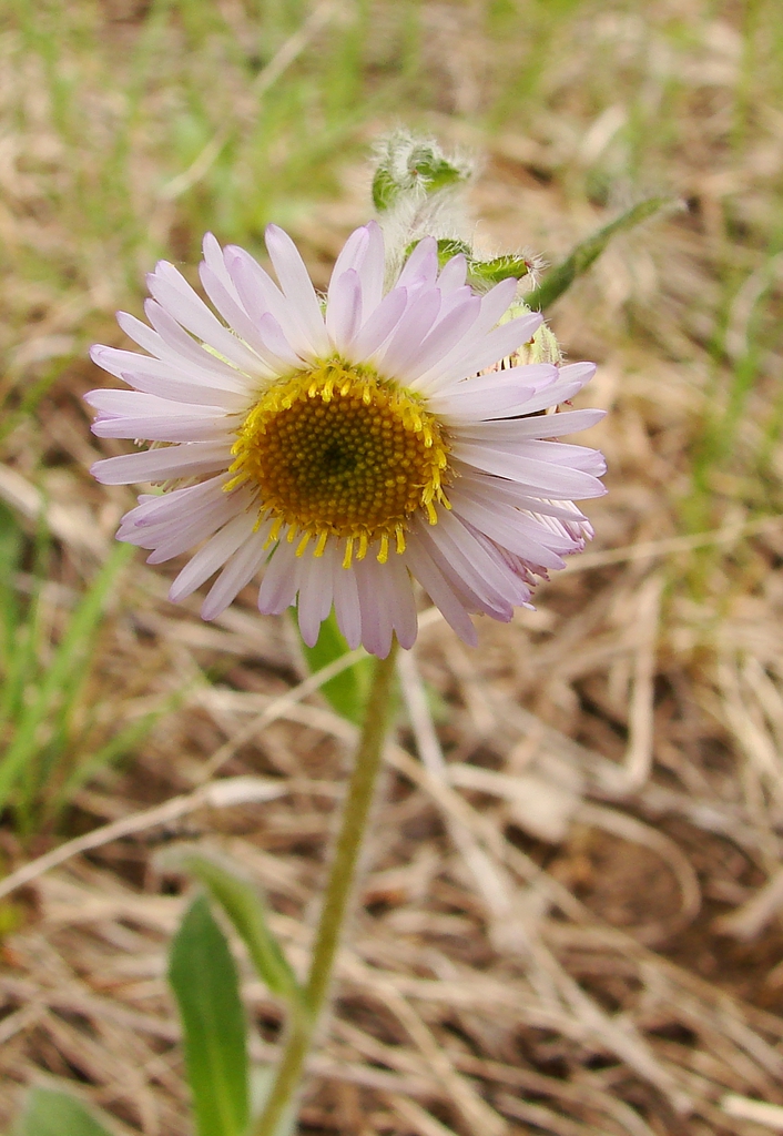 Erigeron pulchellus
