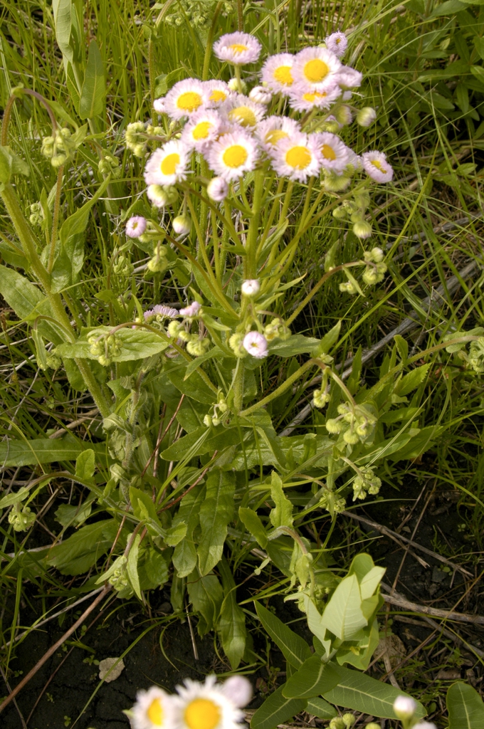 leaves and flowers