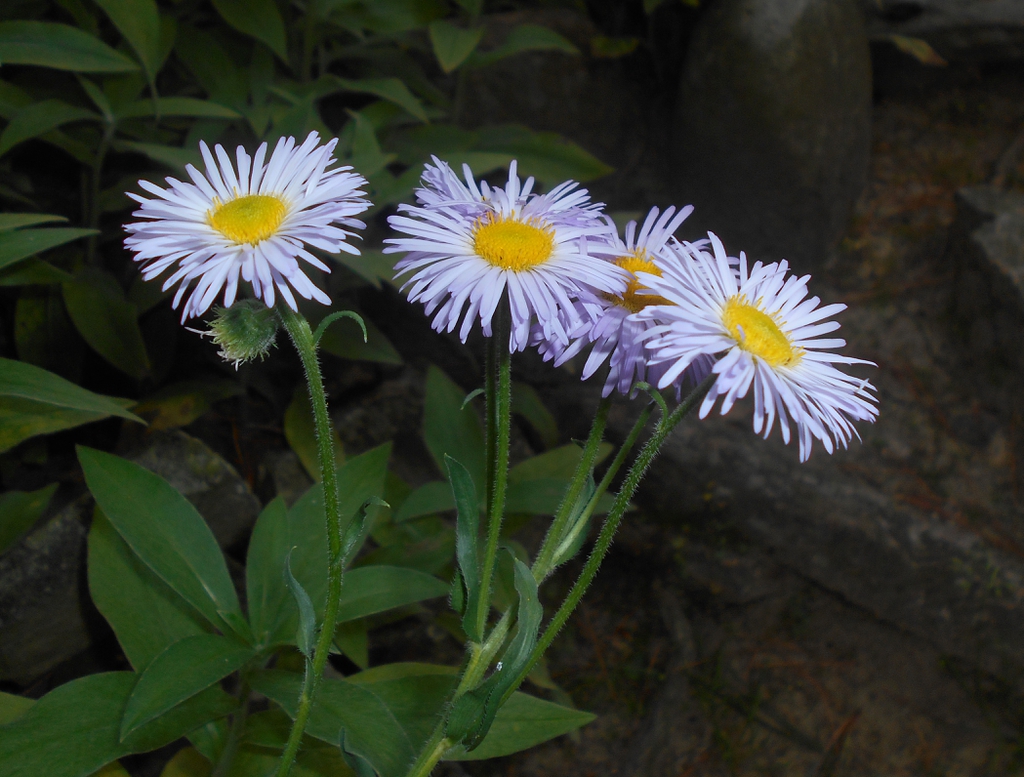 Erigeron pulchellus