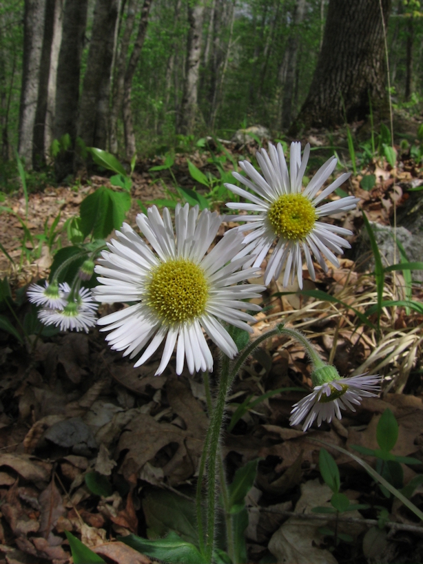 Erigeron pulchellus