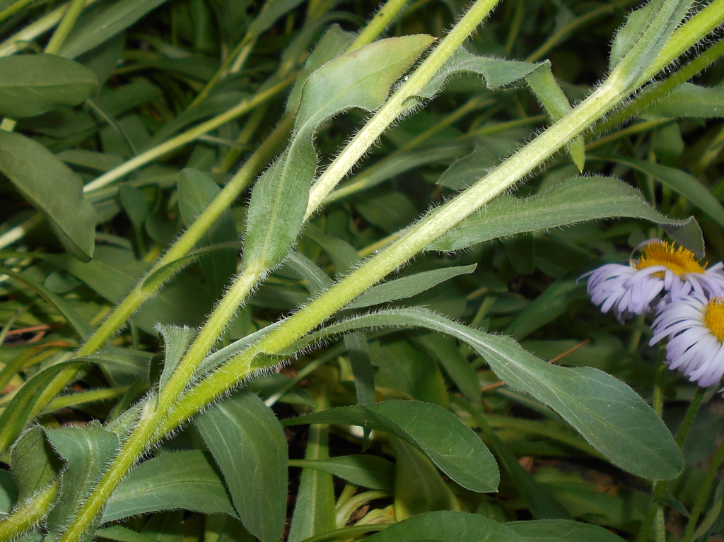 leaves