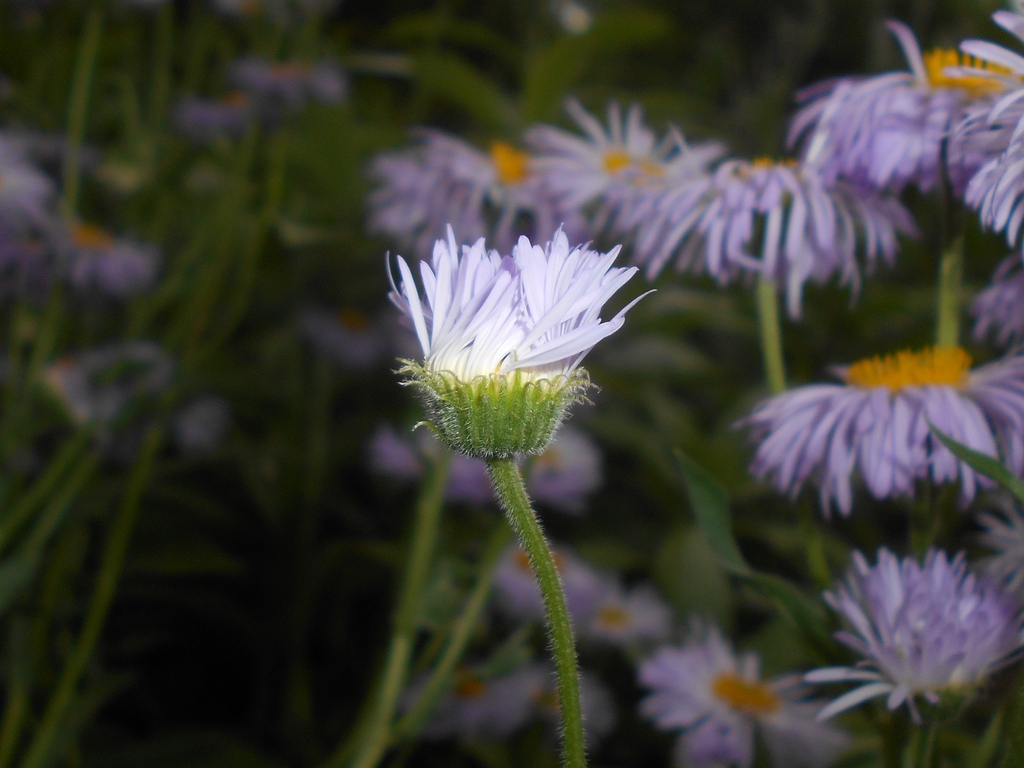 Underside of flower and hairy stem.