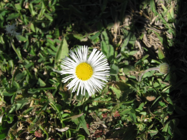 leaves and flowers