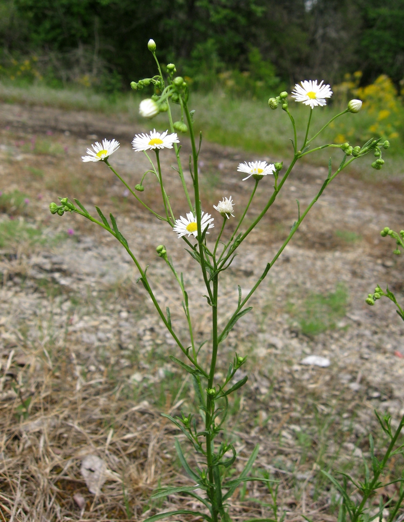 Erect stalk with cymes of daisy heads, white with yellow "eyes"