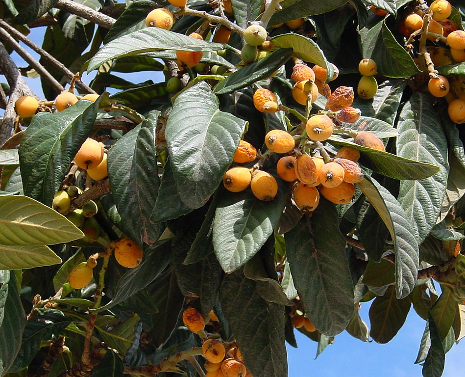 leaves and fruit