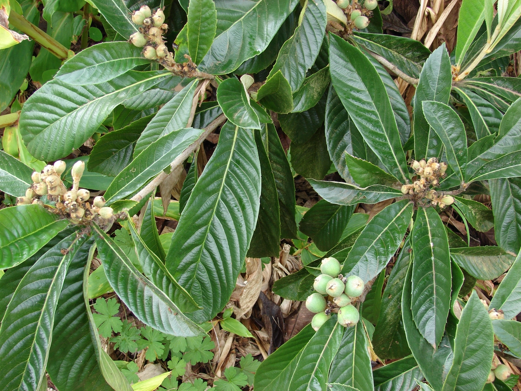 Eriobotrya Japonica