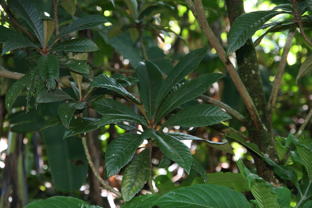 leaves