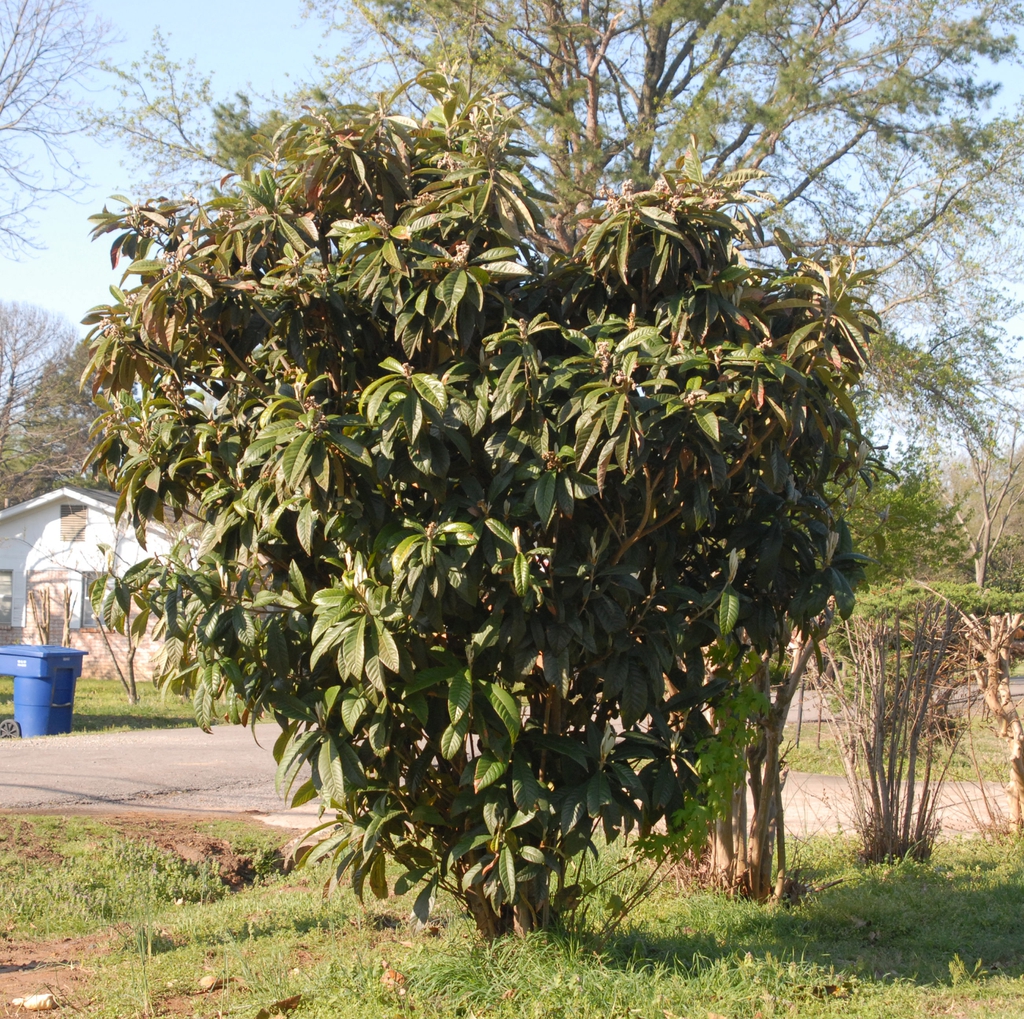 Eriobotrya japonica