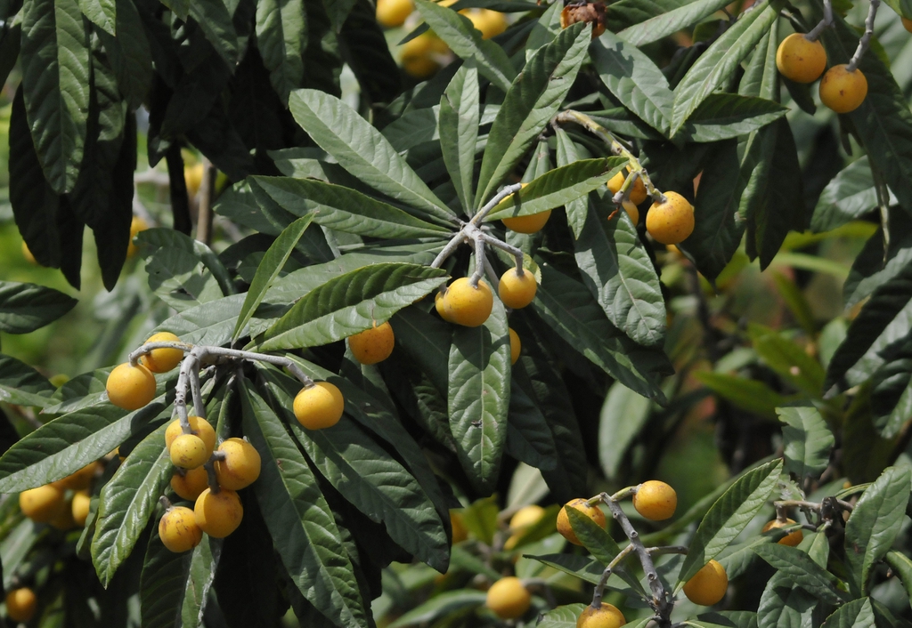 leaves and fruit
