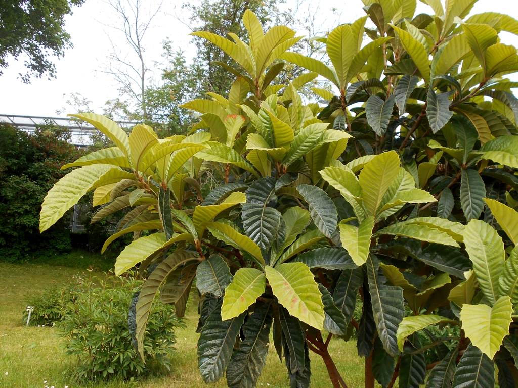 Eriobotrya Japonica