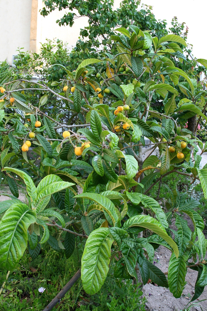 Eriobotrya Japonica