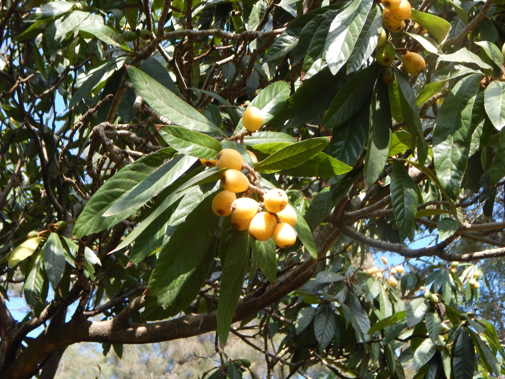 leaves and flowers