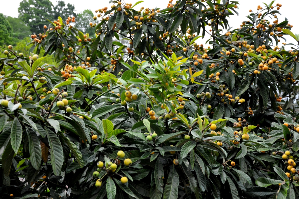Eriobotrya Japonica