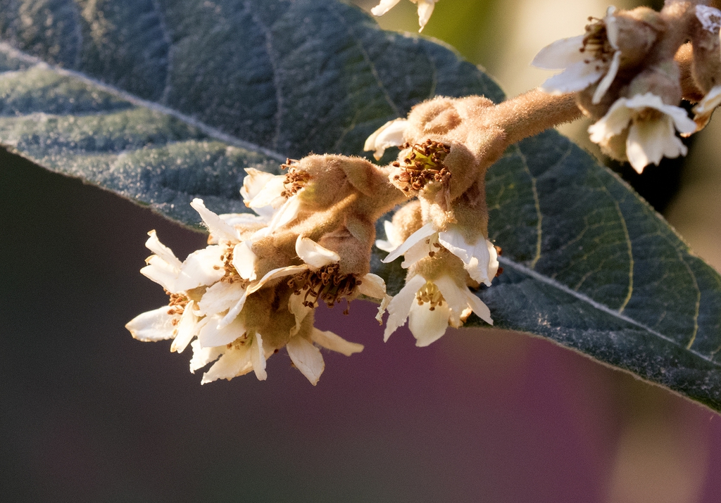 leaves and flowers