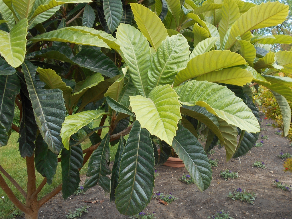 Eriobotrya Japonica