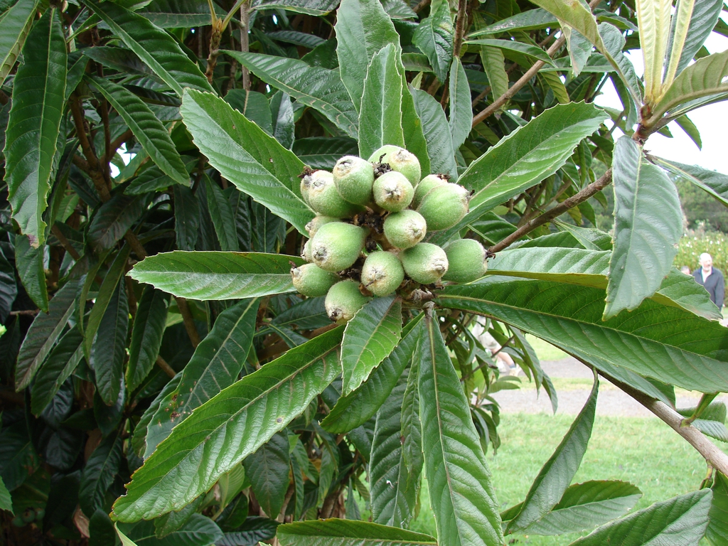 leaves and flowers