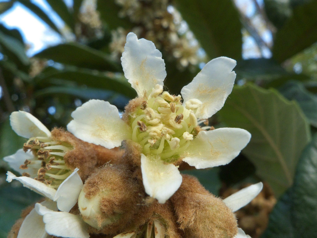 leaves and flowers