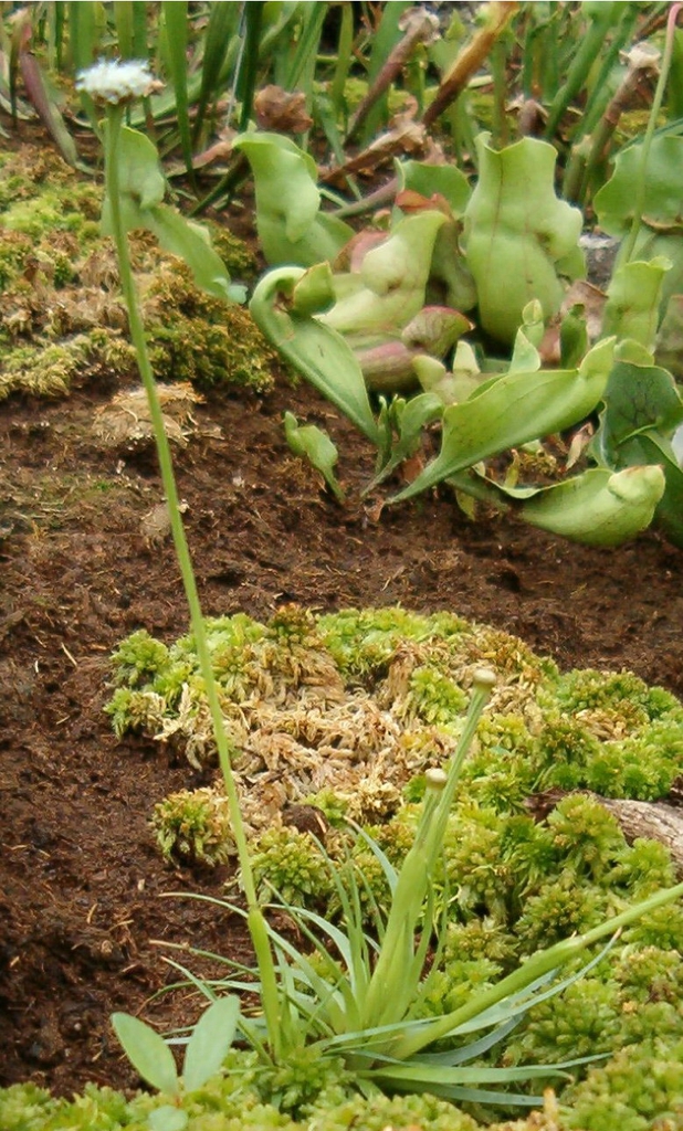 leaves and flower