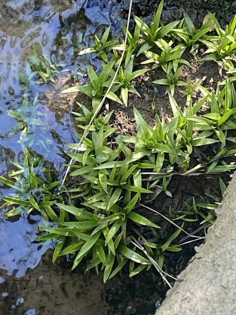 Mass Planting of Eriocaulon decangular along roadside