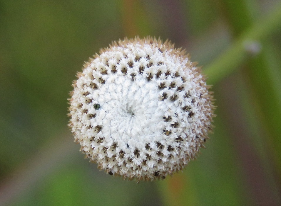 Flower Closeup
