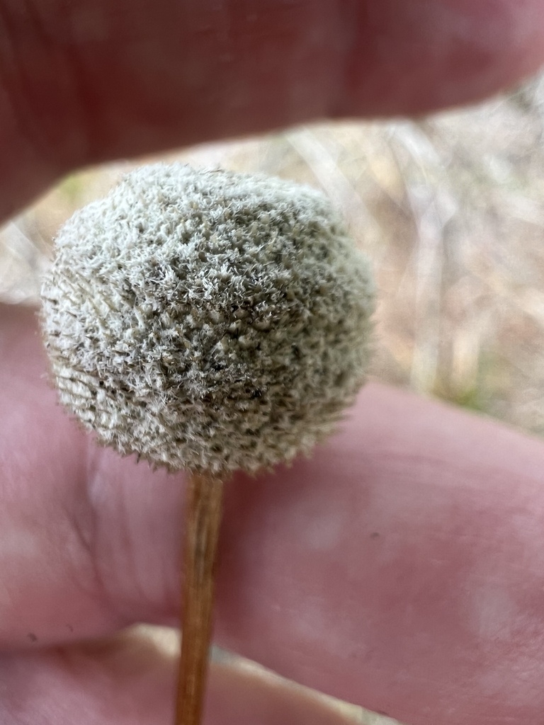 Seed Pod Closeup