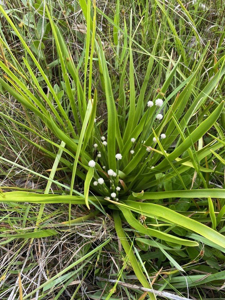 Form with Flowers