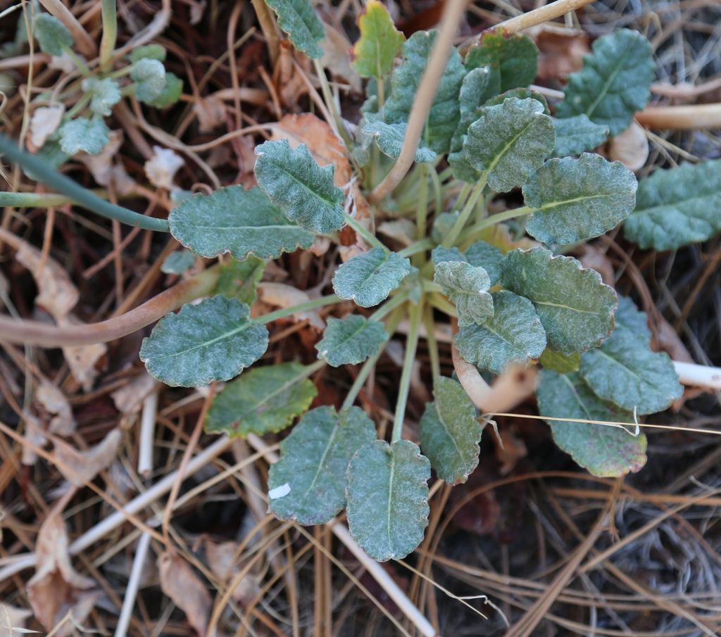 Basal leaves