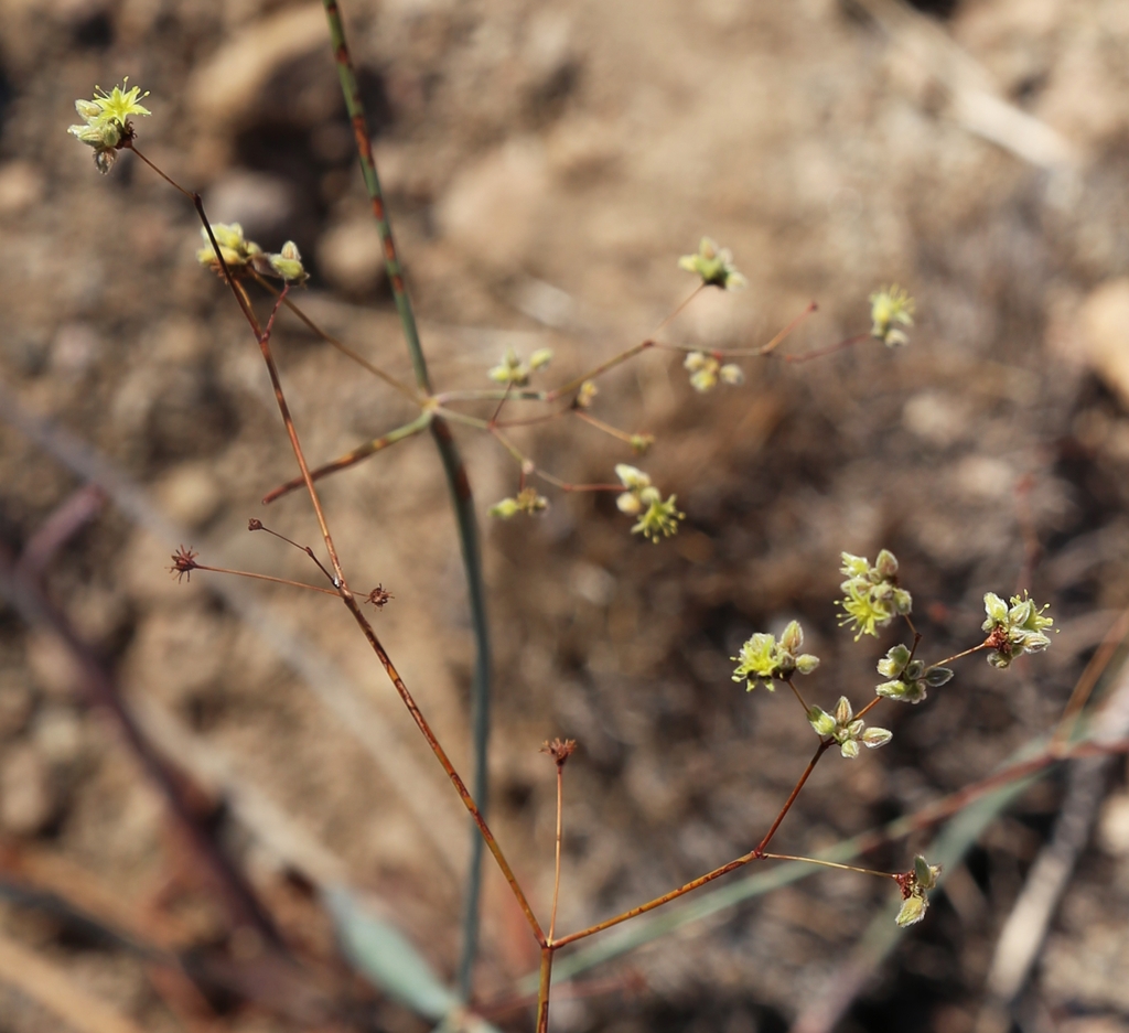 Small yellow flowers