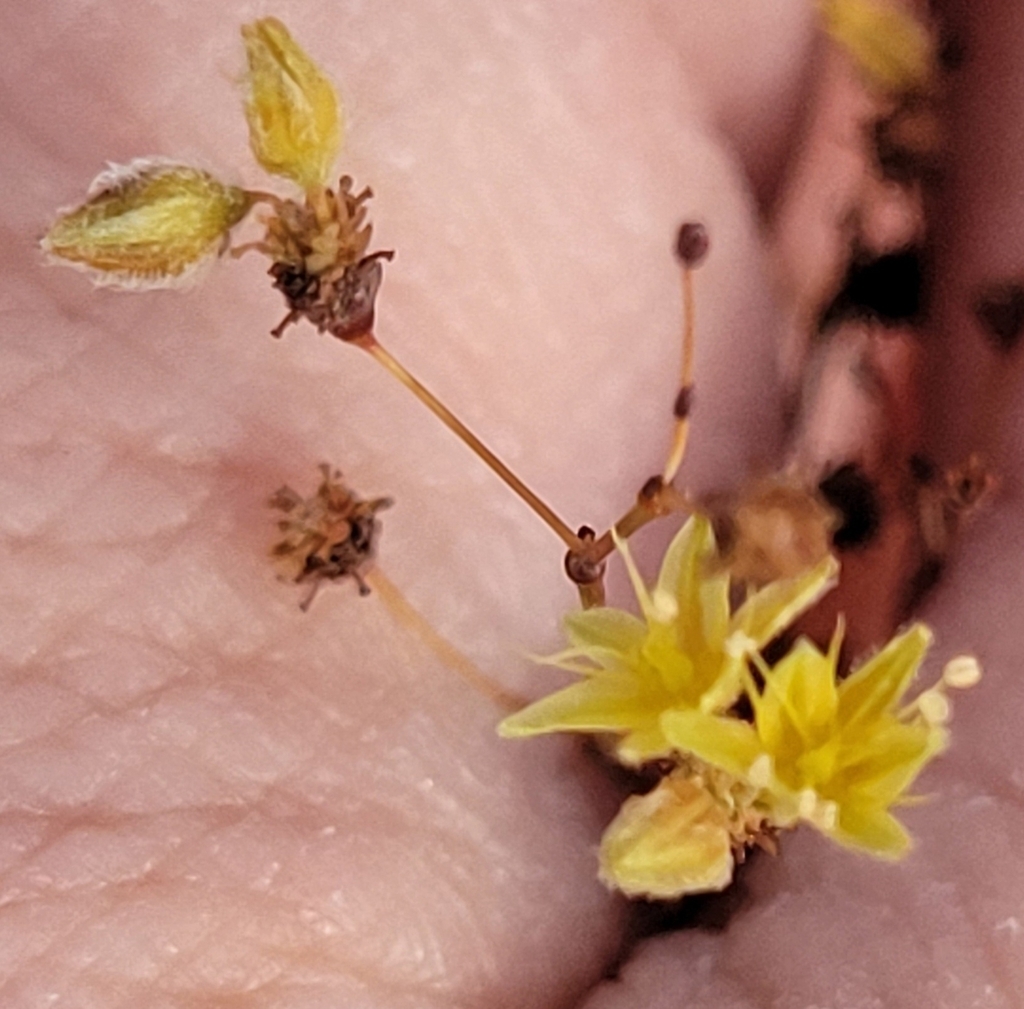 Flowers and achenes