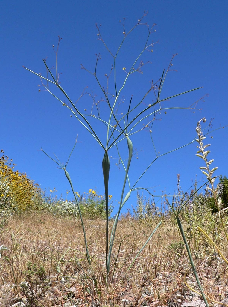 Form