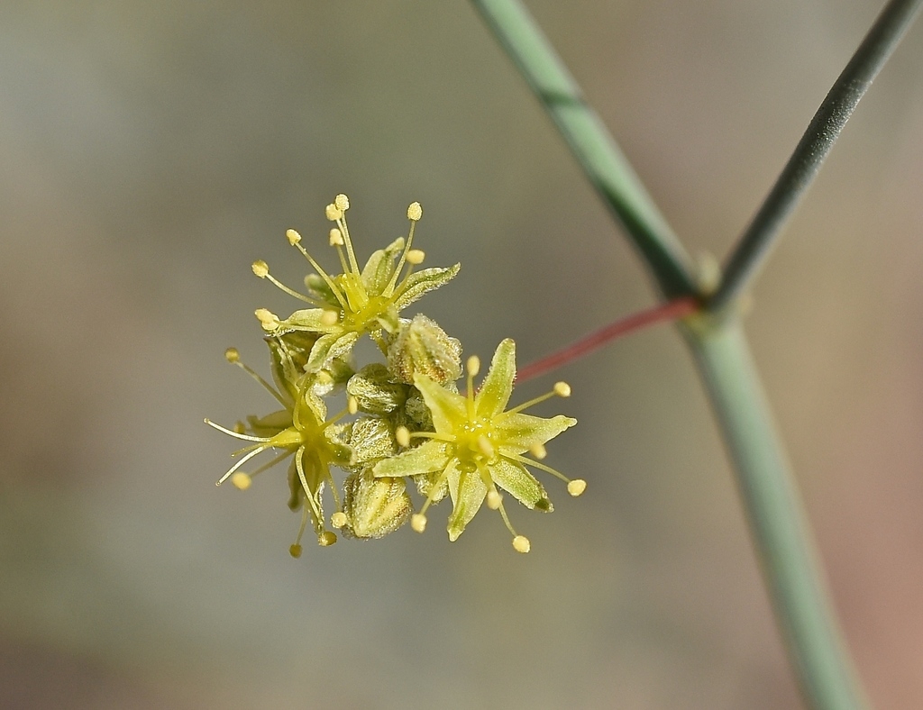 Flower detail